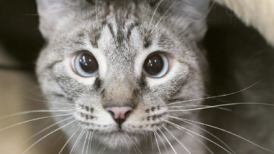 Em maior IPO do ano, Petz movimenta mais de R$ 3 bilhões