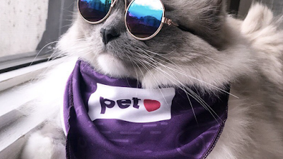 Com um caixa “animal” de R$ 375 milhões, Petlove faz primeira aquisição