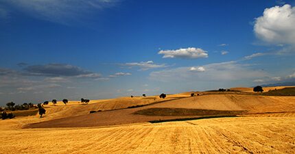 China quer criar gigante de trading agrícola com fusão entre Cofco e empresas domésticas